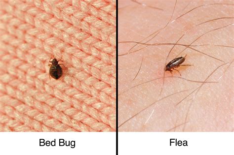 Oct 2, 2015 · To simplify the difference without going into the anatomy of a flea and a bed bug; flea bites look like small dots clustered together whilst bed bugs are red, hard and a bit swollen like mosquito bite. Bed bugs can be found anywhere whilst flea bites prefer the legs and ankles. Fleas bite all the time bed bugs bite periodically but they both ... 